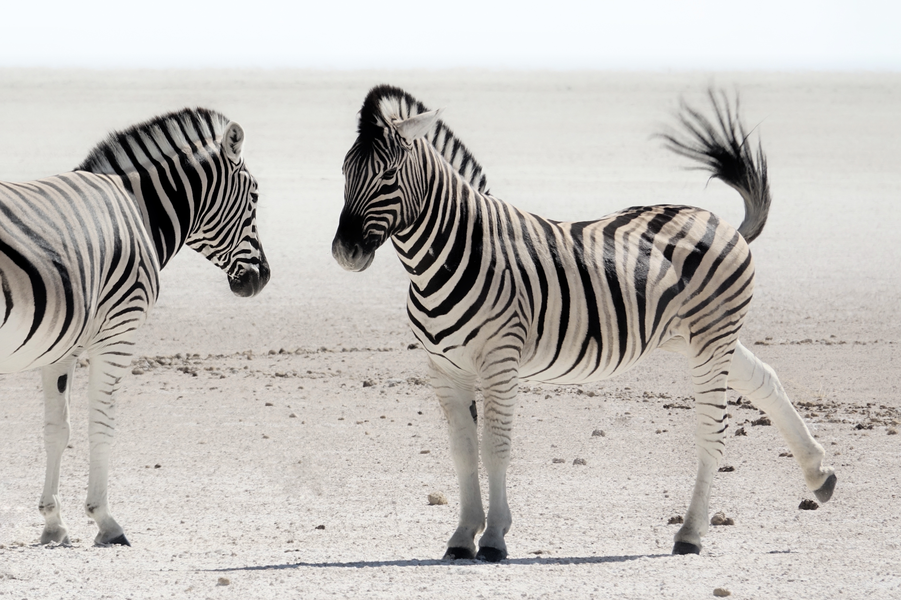 Zèbres dans la lumière blanche d’Etosha